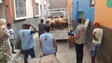 جمعية الحنان توزع 55 أضحية بمناسبة عيد الاضحى